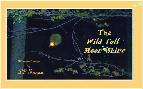 A a forest moon 5.29.18